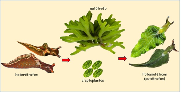 Las especies del género Elysia se alimentan de algas verdes de las cuales roban los cloroplastos, ello les permite realizar la fotosíntesis y les da un color verde de diferentes tonalidades, de acuerdo al alimento que ingieren (Imagen por Ignacio Martínez Martínez, 2025).)
