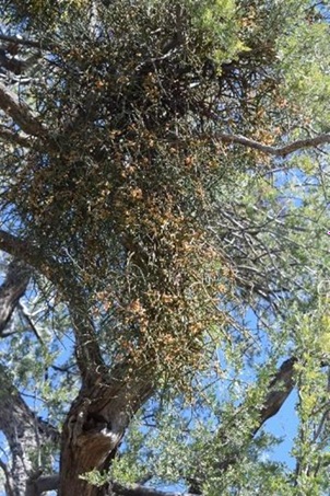 Planta palo fierro (Olneya tesota) con la planta parásita muérdago (Phoradendron spp.)  (Hernán Celaya, 2018).