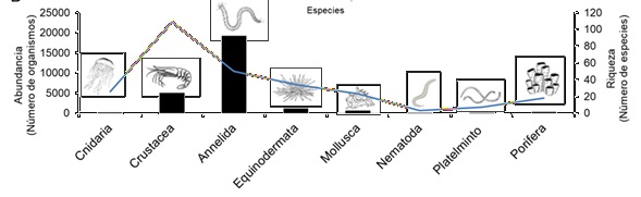  Abundancia y riqueza de los diferentes grupos de la fauna bentónica (Norma Angélica Santibañez Aguascalientes y Luis Alfonso Ascencio-Aguirre, 2025).