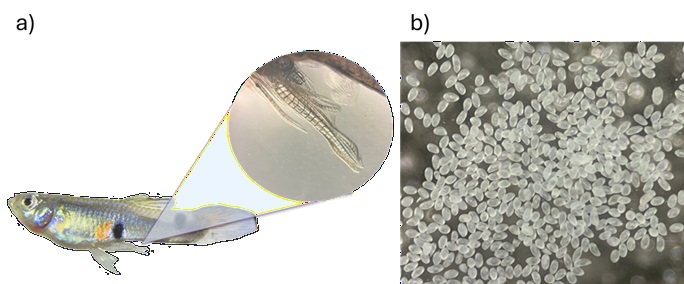 a) Gonopodio de Poecilia reticulata observado a 10x con microscopio estereoscópico. b) Espermatozeugmatos de Poecilia reticulata observados a 10x con microscopio estereoscópico. Imágenes de López-Flores, T. K. (2024).
