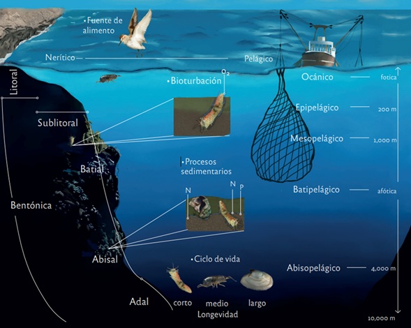 Principales funciones ecológicas de la macrofauna bentónica en ecosistemas marinos (Karla Mariana Rivera Juárez, Victoria María Díaz Castañeda y Norma Angélica Santibañez Aguascalientes, 2025).